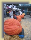 Pumpkin (28) * 1200 x 1600 * (1.19MB)
